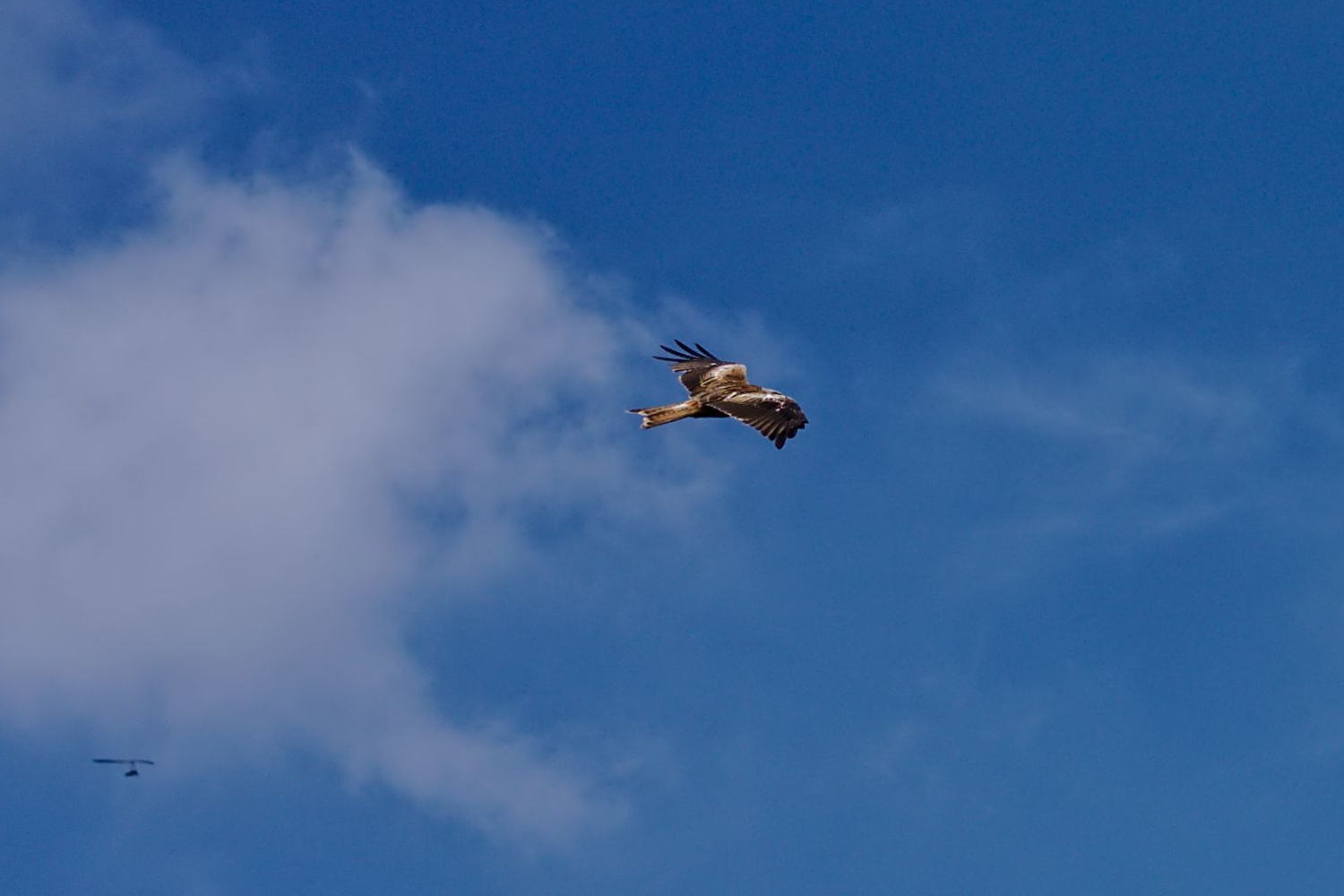 Mein Gleitschirmflug im Schwarzwald